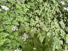 Chaerophyllum temulum