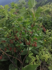 Ribes atropurpureum