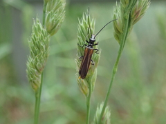 Oedemera pthysica