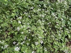 Chaerophyllum temulum