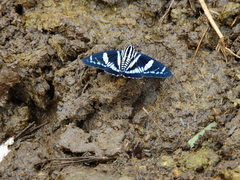 Jemadia pseudognetus