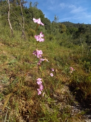 Silene scabriflora
