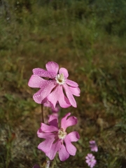 Silene scabriflora