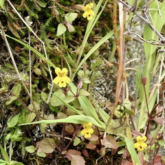 Erythranthe alsinoides