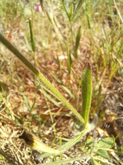 Silene scabriflora
