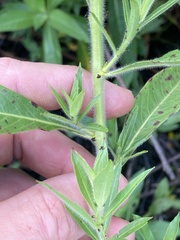 Ludwigia grandiflora
