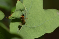 Rhagonycha lutea
