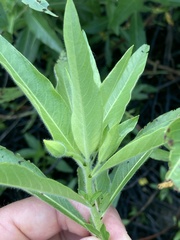 Ludwigia grandiflora