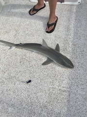 Carcharhinus acronotus