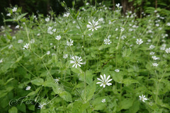Stellaria nemorum