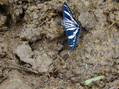 Jemadia pseudognetus