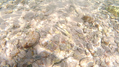 Parupeneus forsskali