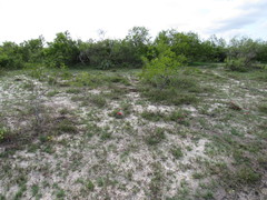 Talinum polygaloides