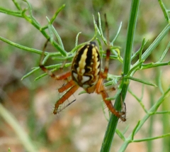 Neoscona adianta