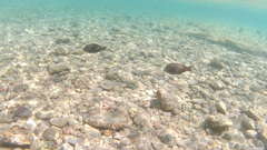 Acanthurus nigrofuscus