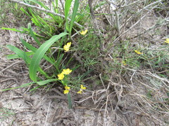 Talinum polygaloides