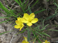 Talinum polygaloides