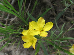 Talinum polygaloides