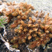 Standley's Spikemoss - Photo (c) Andrew Simon, some rights reserved (CC BY-NC), uploaded by Andrew Simon