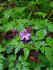 Geranium robertianum