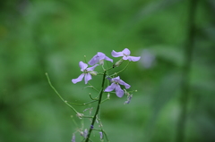 Hesperidanthus linearifolius