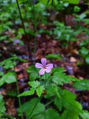 Geranium robertianum
