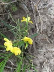 Talinum polygaloides