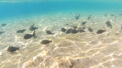 Acanthurus nigrofuscus