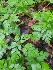 Geranium robertianum