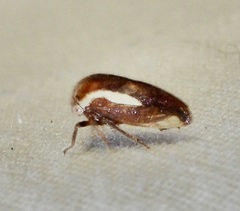 Ophiderma flavicephala