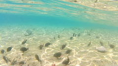 Acanthurus nigrofuscus