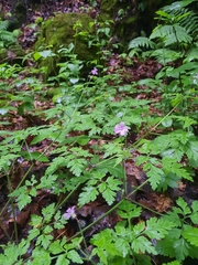Geranium robertianum