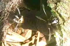 Gymnelia