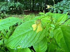 Impatiens parviflora