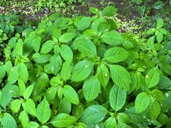 Impatiens parviflora