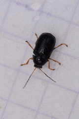 Cryptocephalus flavipes