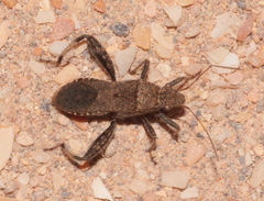 Heegeria tangirica