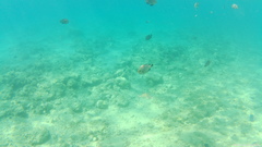 Dascyllus trimaculatus