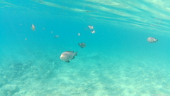 Dascyllus trimaculatus