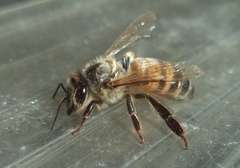 Apis mellifera
