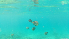 Dascyllus trimaculatus