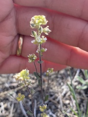 Draba yukonensis