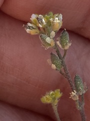 Draba yukonensis