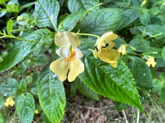 Impatiens parviflora