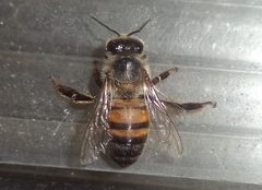 Apis mellifera