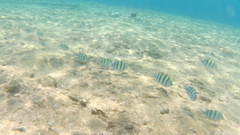 Abudefduf vaigiensis