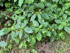 Impatiens parviflora