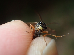 Tenthredopsis nassata