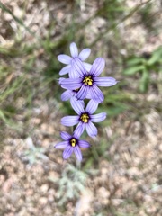 Sisyrinchium platense