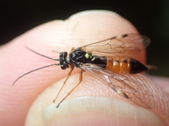 Tenthredopsis nassata